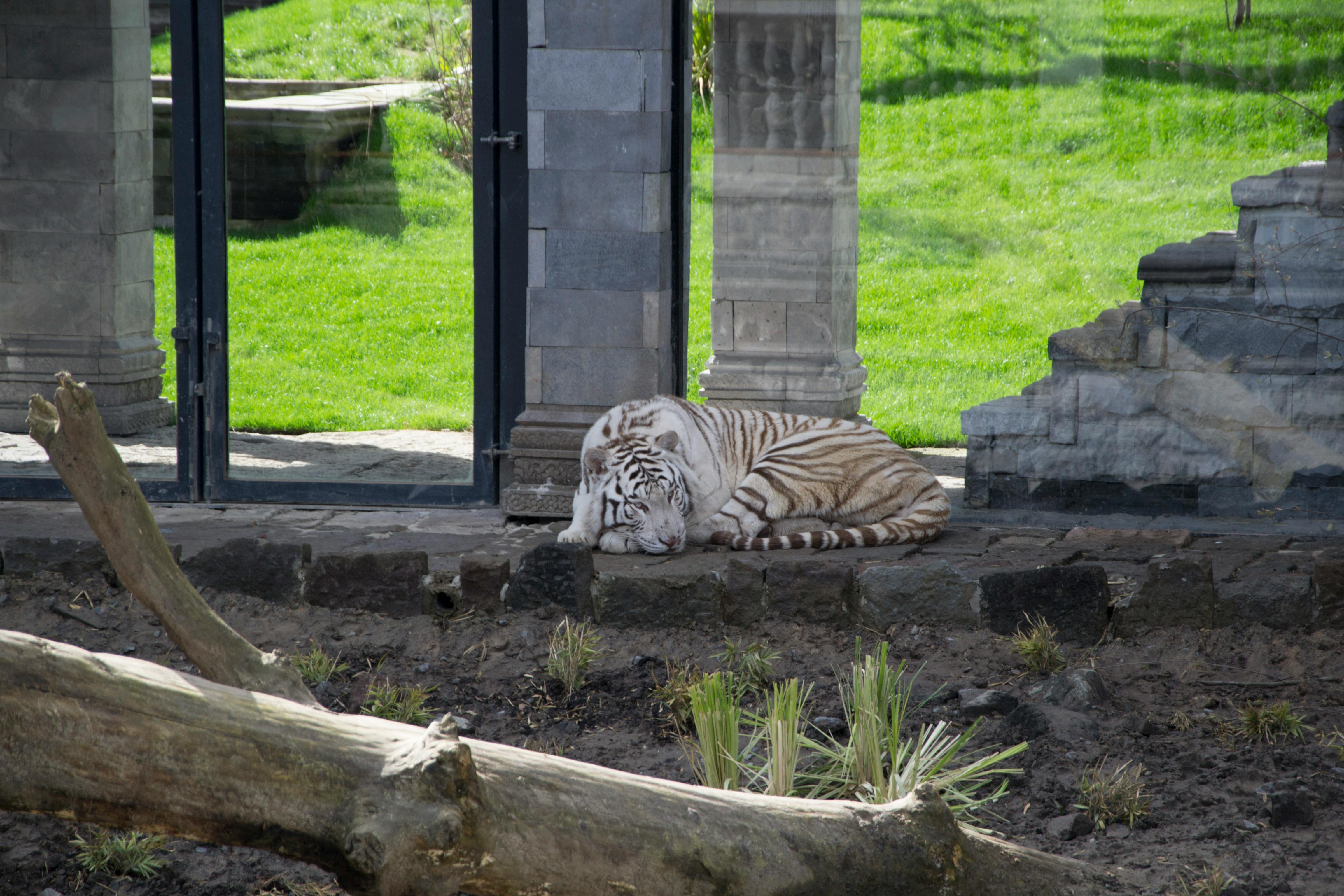 Free stock photo of asleep, tiger, White Tiger