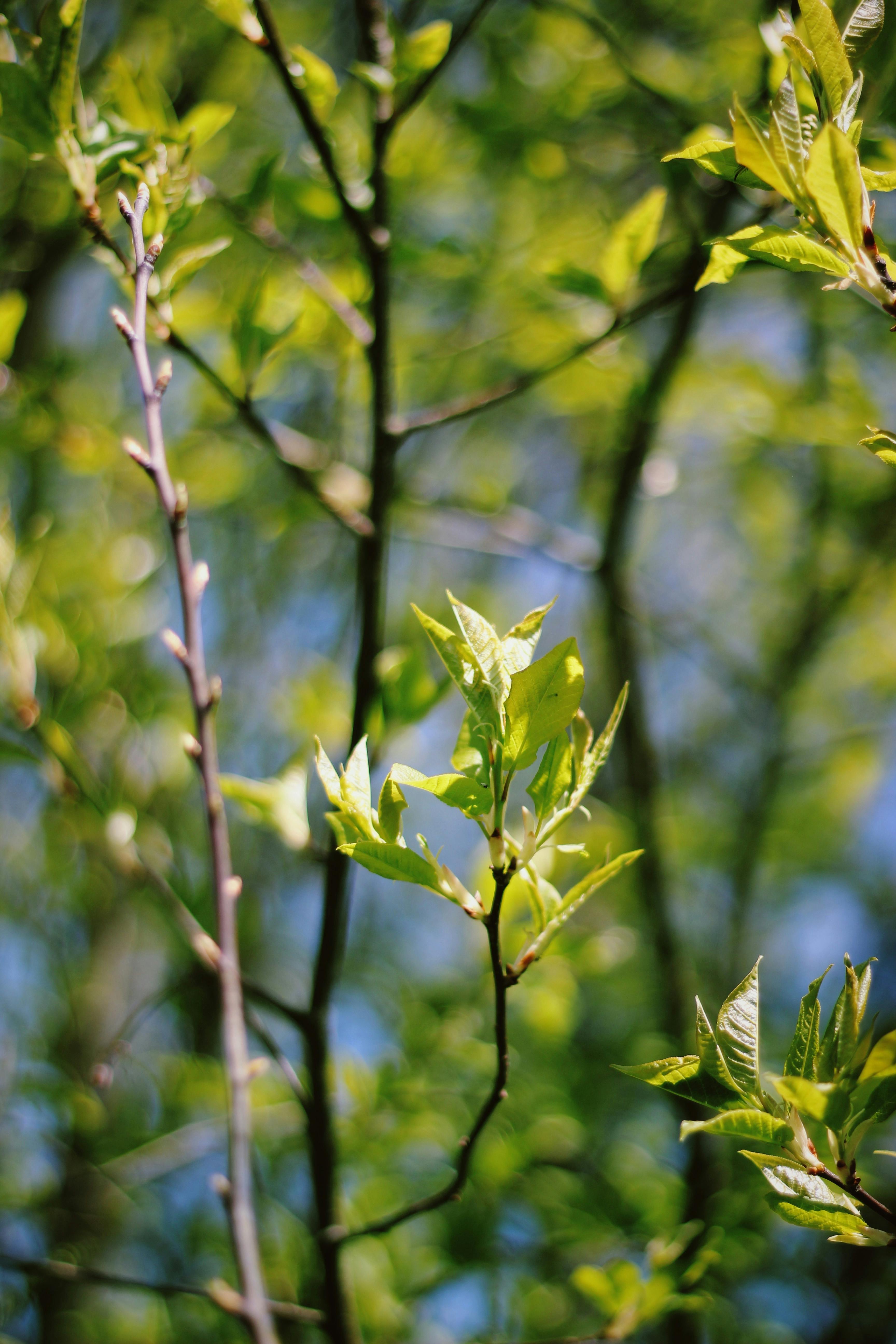 Close-up of fresh green leaves with blurred background in spring outdoors.