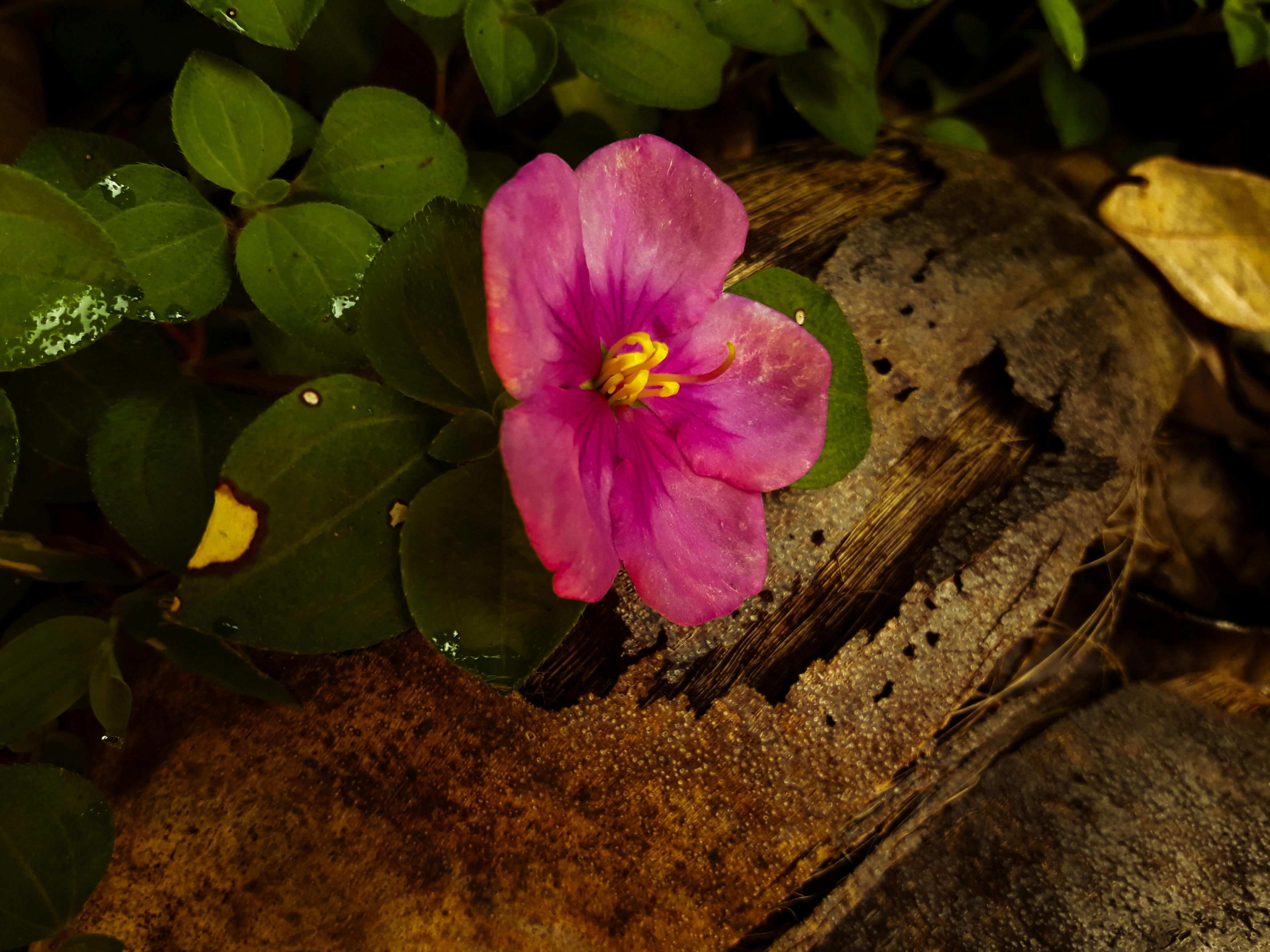 Foto Gratuita Di Fiore Fiori Bellissimi Fiori Viola