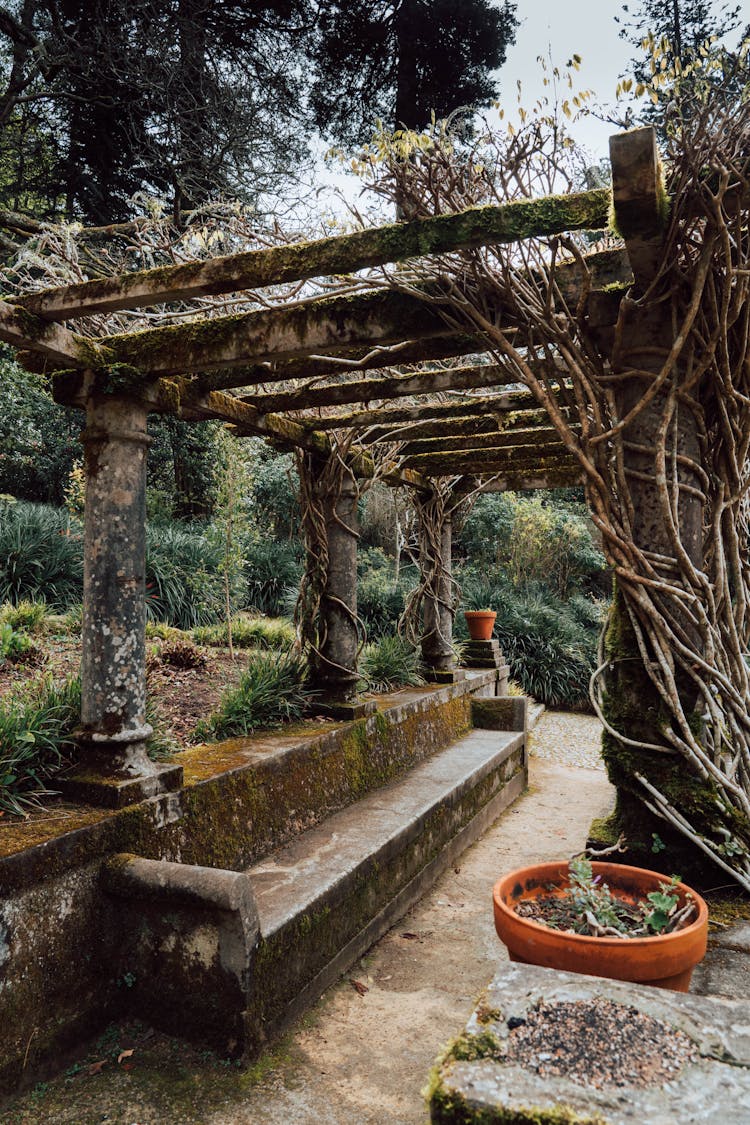 Garden With Pergola Structure And Concrete Bench