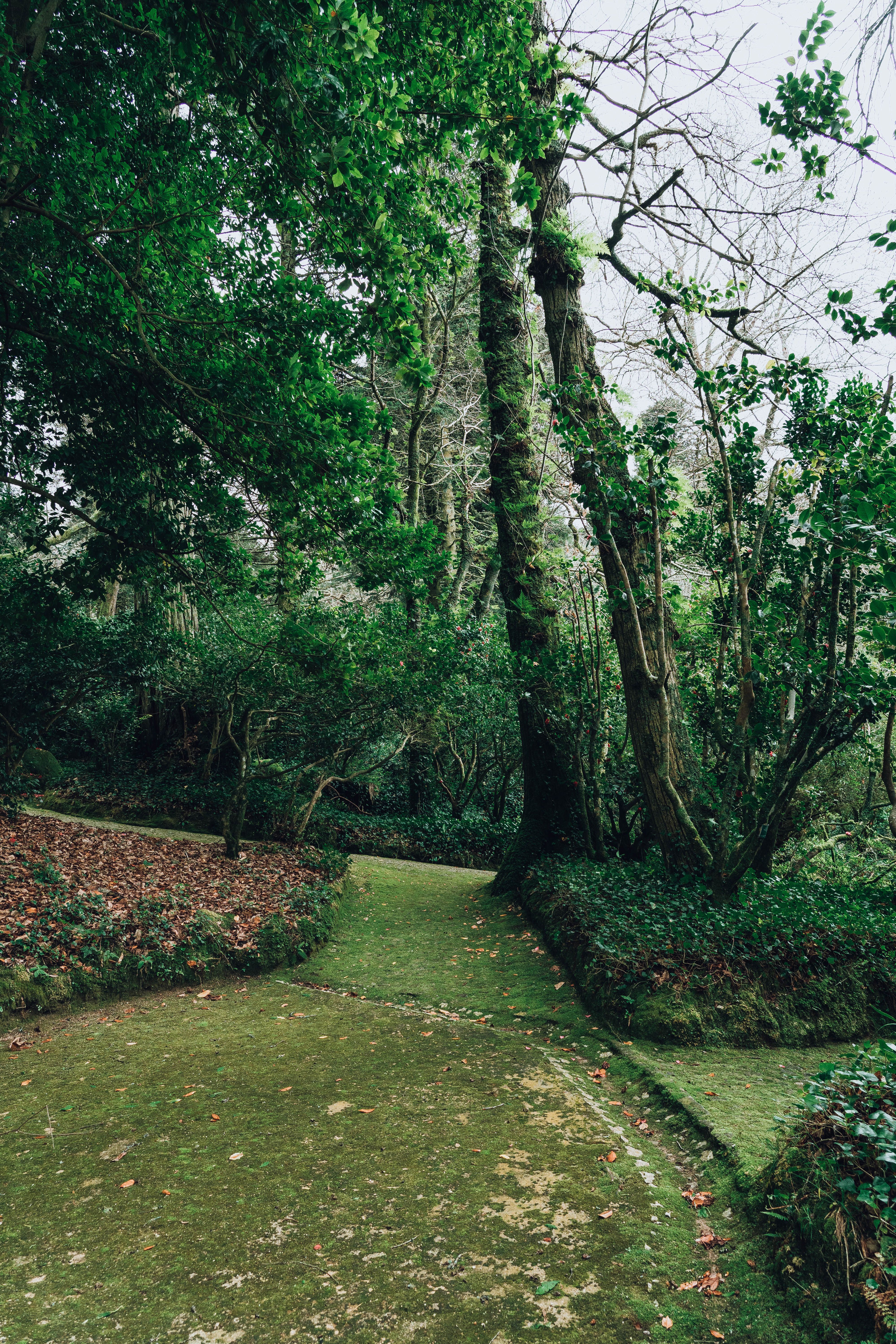 A shaded footpath winding through lush green forest in Sintra