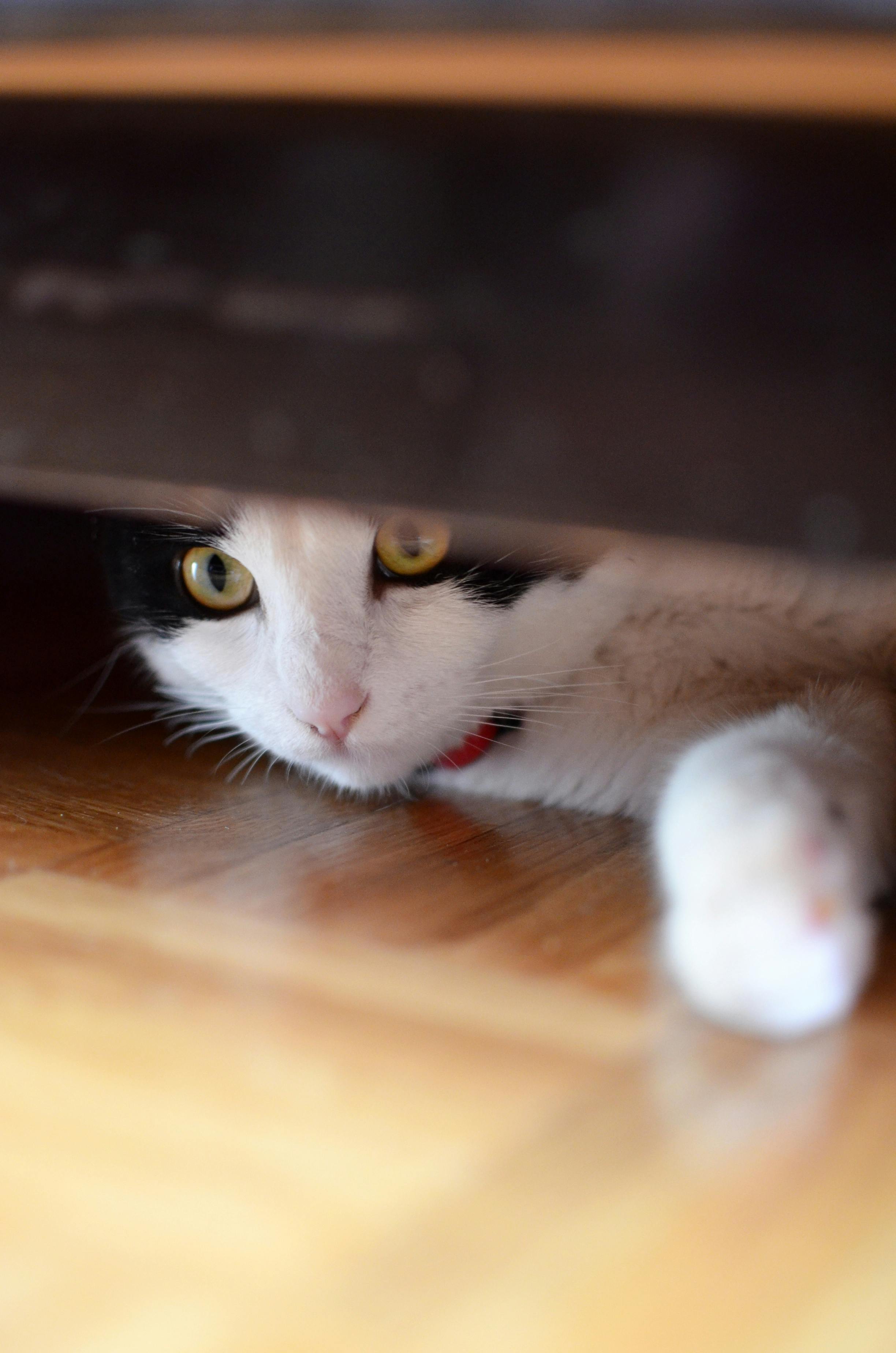 Free stock photo of cat black, fluffy, hide and seek