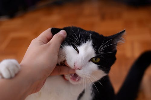 고양이 물고 사람 손가락