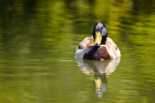 A Mallard in the Water 