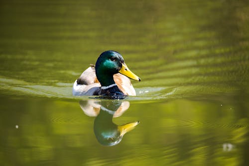 A Duck in the Water  