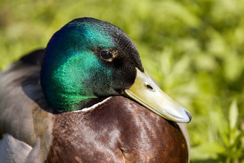 Foto profissional grátis de animal, ave, ave aquática