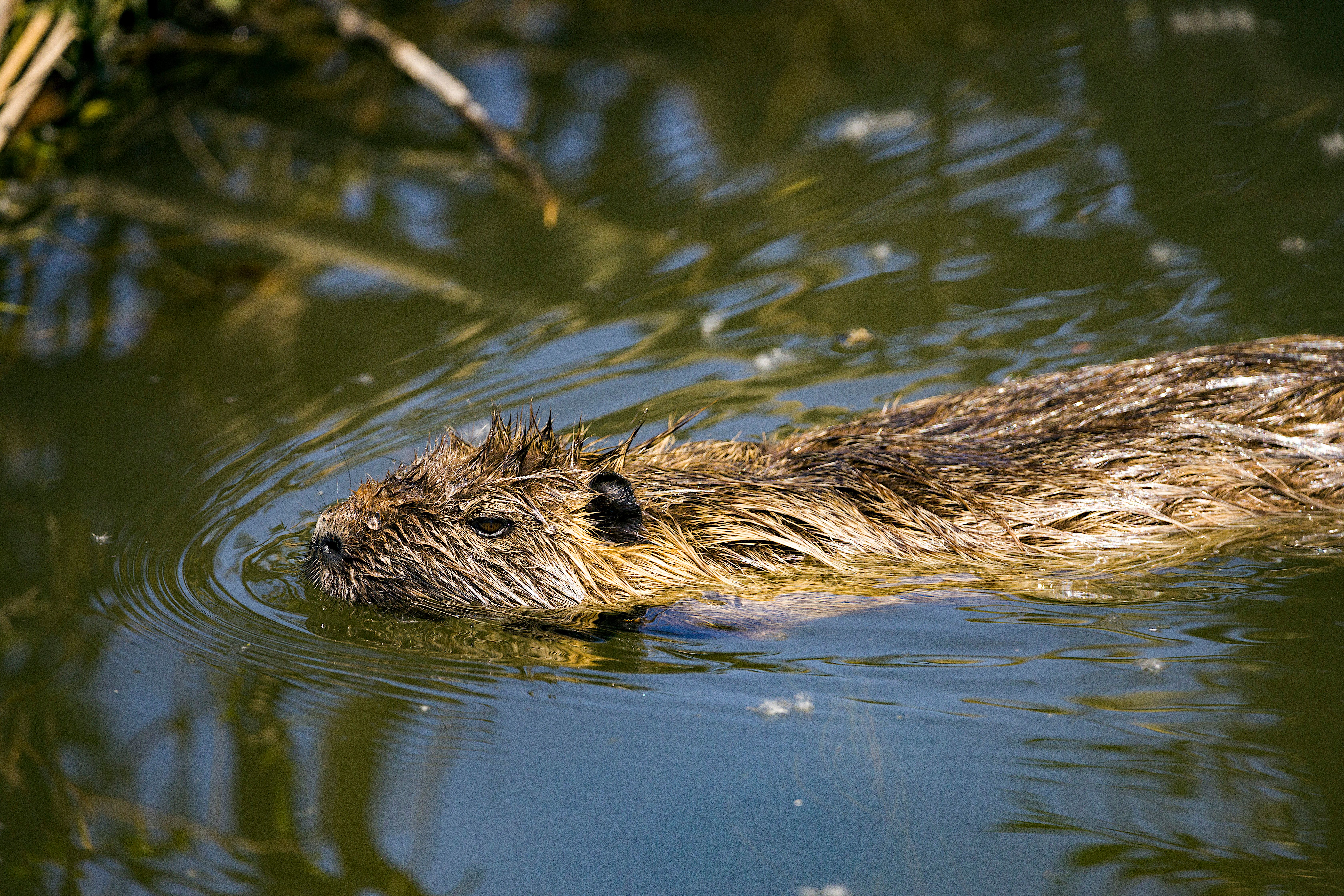 Close-up of a nutria swimming peacefully in a pond, showcasing its natural habitat.