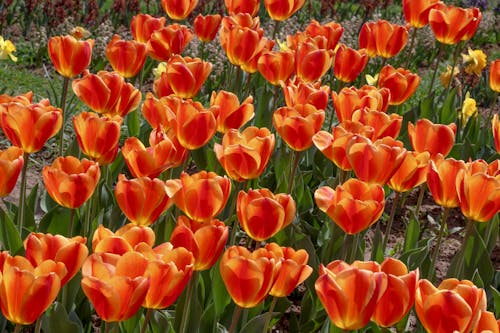 A Field of Tulips 