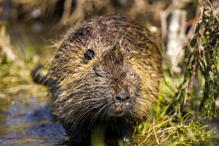 Close-up Of Nutria 