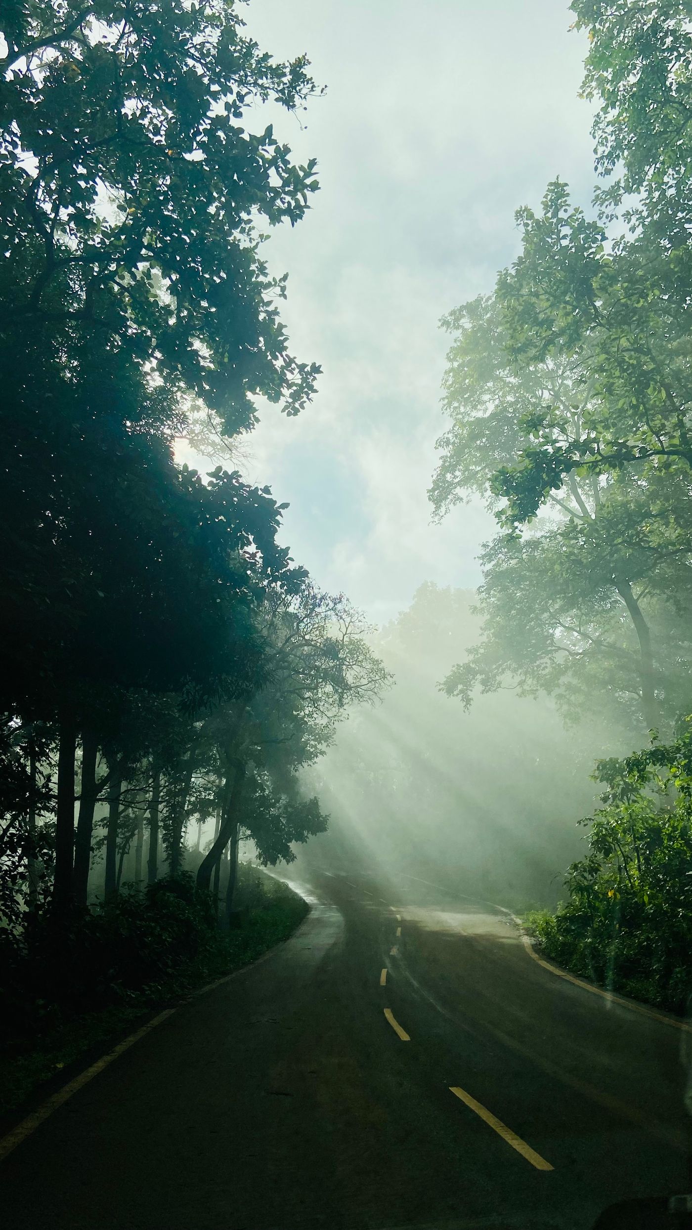 Light breaking through mist on a forest road — Vythiri, Wayanad, representative image