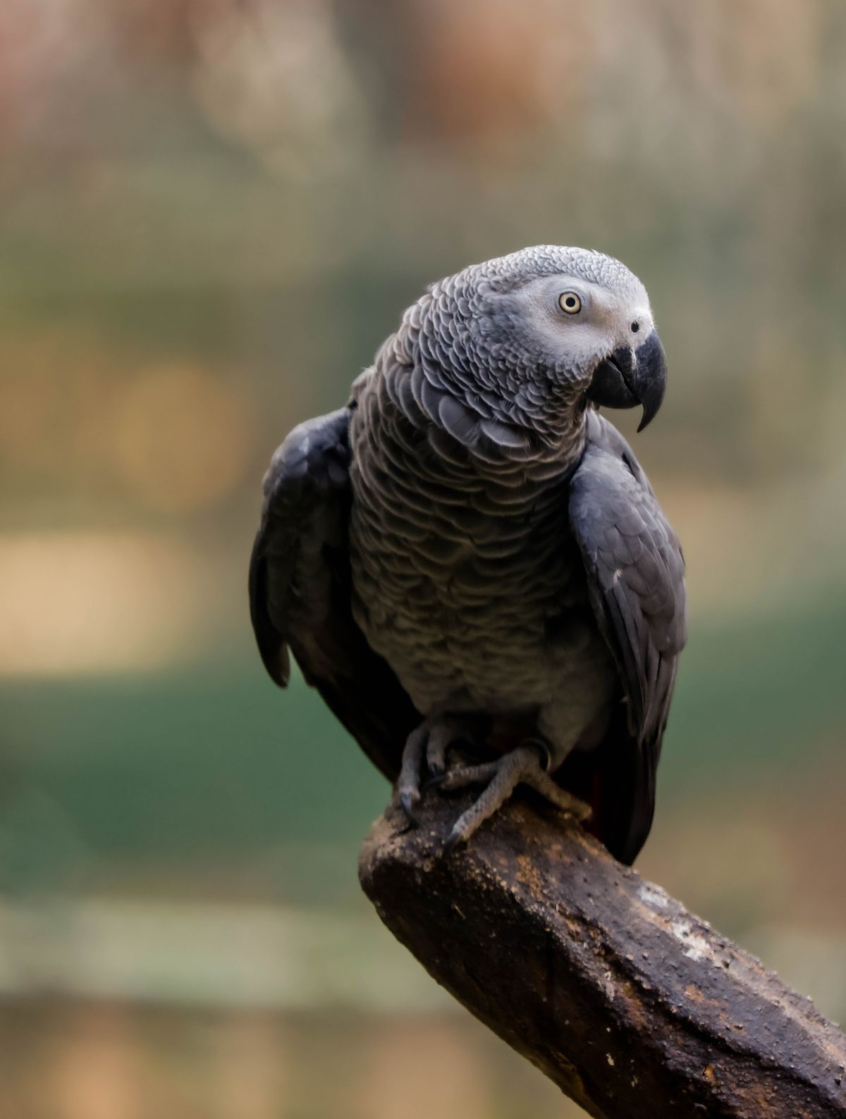 African Grey Parrot close-up showing distinctive grey feathers, white facial mask and amber intelligent eye