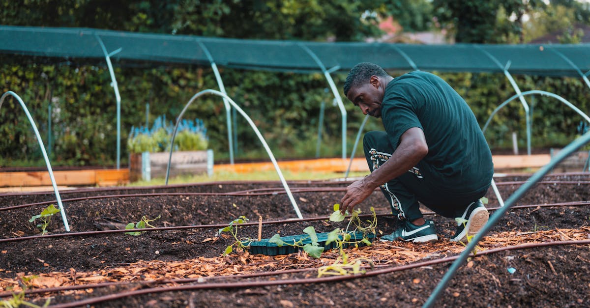 Man tending to seedlings in an urban garden in Dallas, Texas.