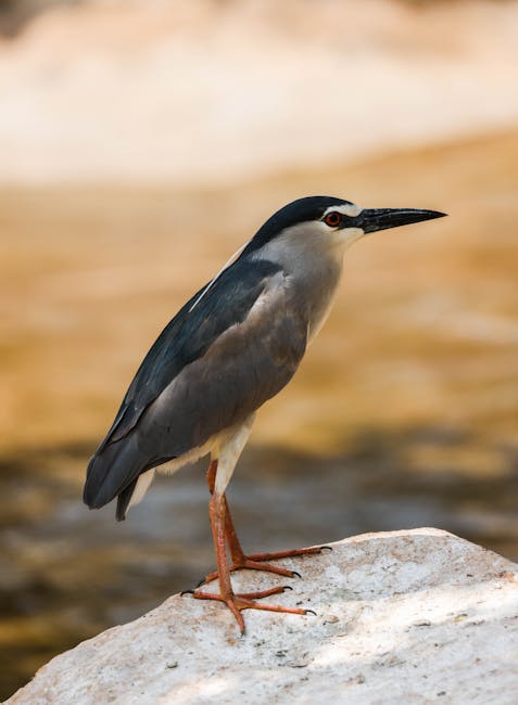 Side view of a Black-crowned Night Heron standing on a rock by the water.