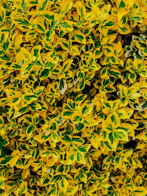 Close-up of lush yellow and green variegated leaves, depicting vibrant natural patterns.