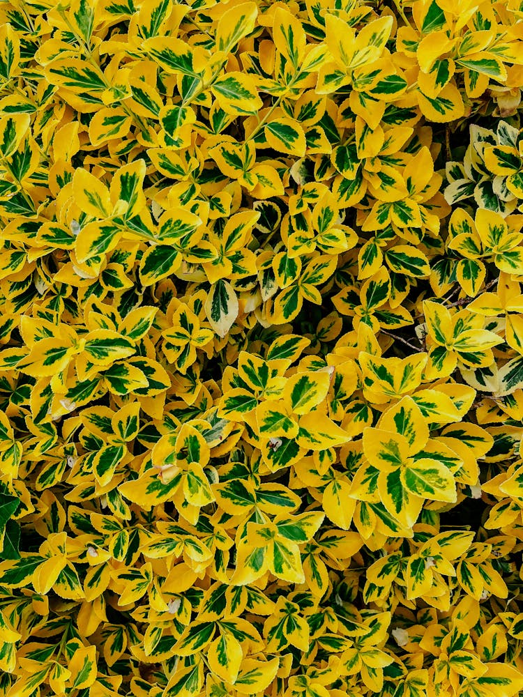 Full Shot Of Yellow And Green Leaves