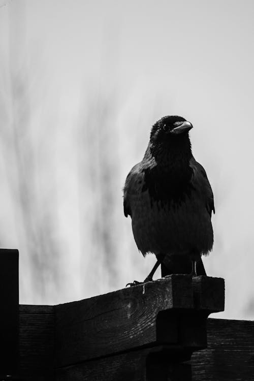 Crow Perched on Brown Wooden Plank