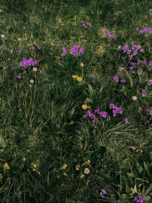Immagine gratuita di crescita, fiori viola, flora