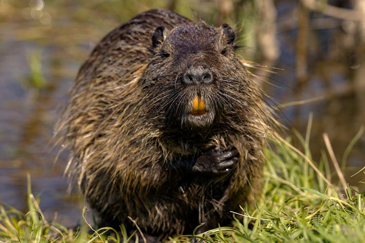 Close-Up Shot Of A Nutria