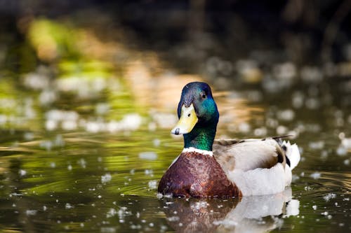 Close-Up Shot of a Mallard 