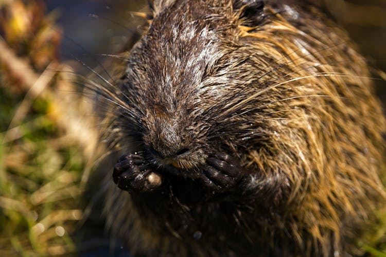 Close-Up Shot Of A Nutria