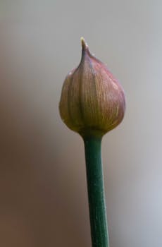 Detailed close-up of an emerging Allium flower bud with soft focus background.