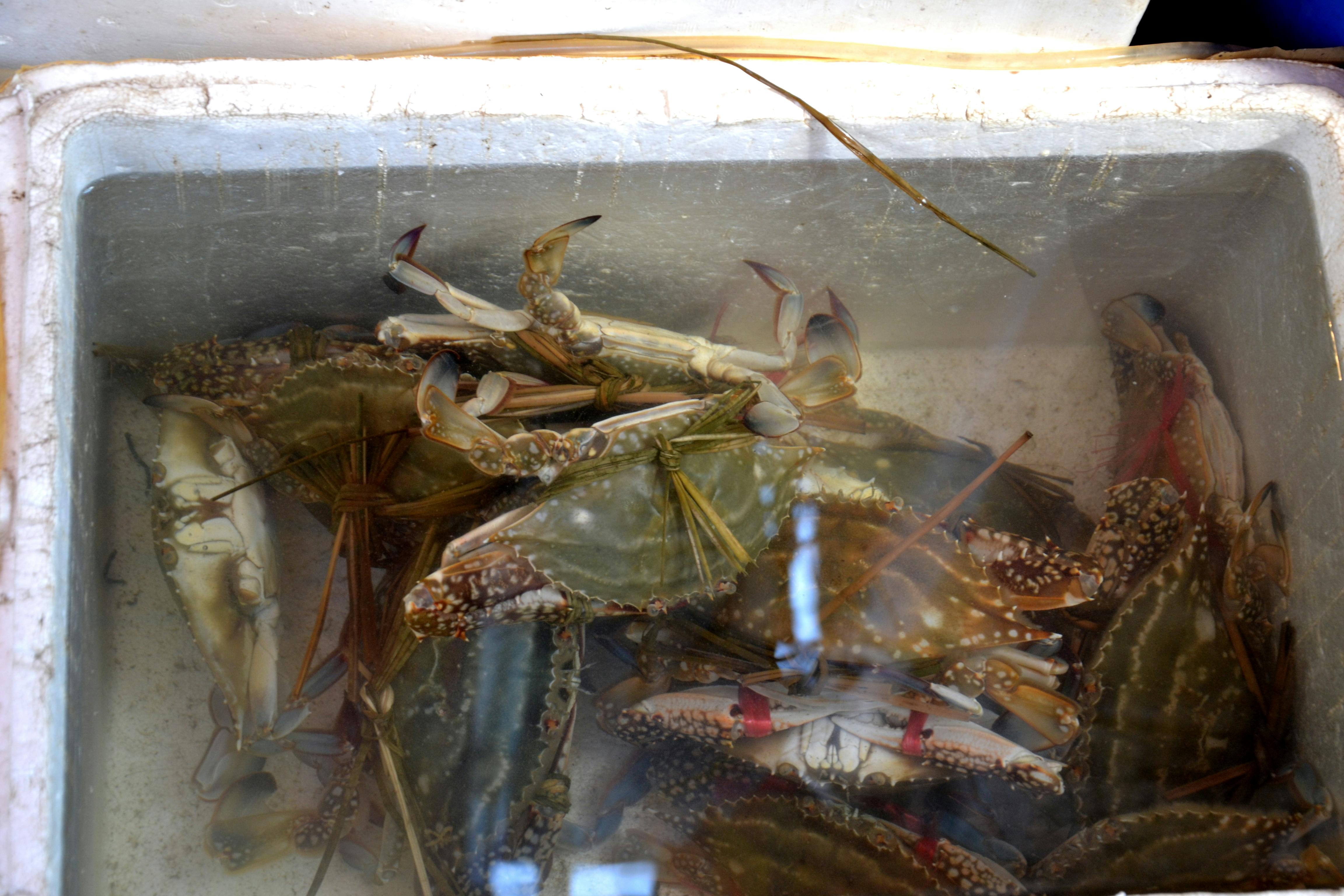 Free stock photo of crabs, market