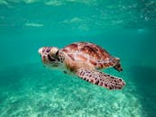 生动的水下镜头，拍摄了一只绿色海龟在墨西哥图卢姆附近清澈的水域中游泳的照片