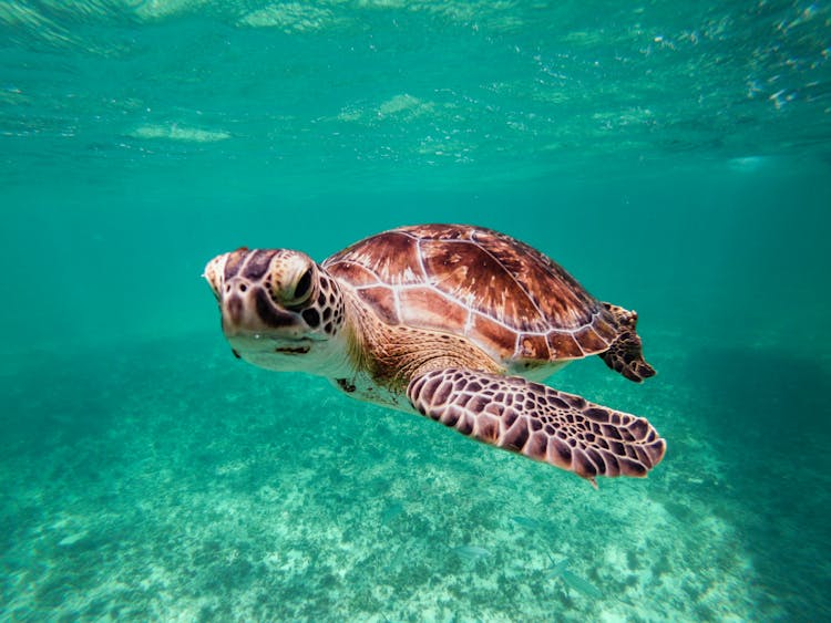 Baby Turtle Swimming Underwater