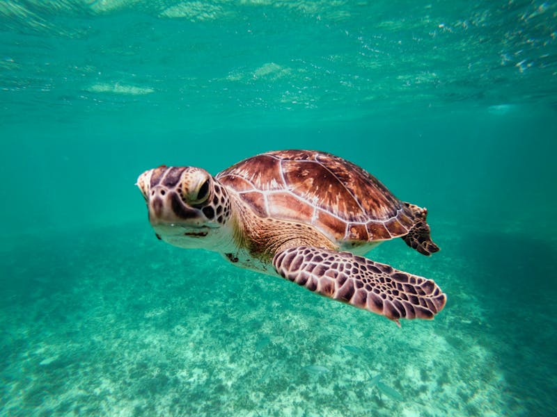 Tortue de mer nageant dans les eaux claires près de Tulum au Mexique