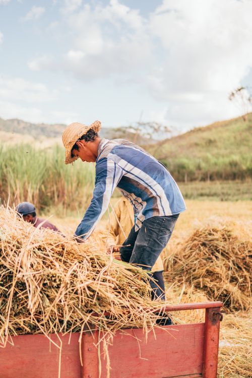 Free Two farmers collecting crops in a rural field with lush greenery under a clear sky. Stock Photo