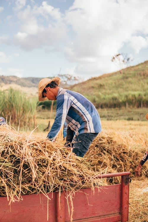 Man in Blue and White Plaid Long Sleeve Shirt and Blue Denim Pants Standing beside Brown Hay