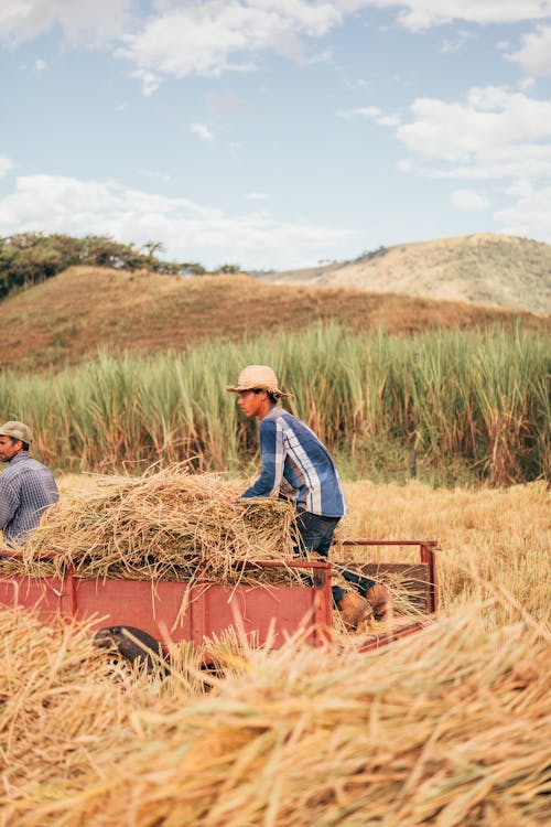 Foto d'estoc gratuïta de a l'aire lliure, agricultor, agricultura