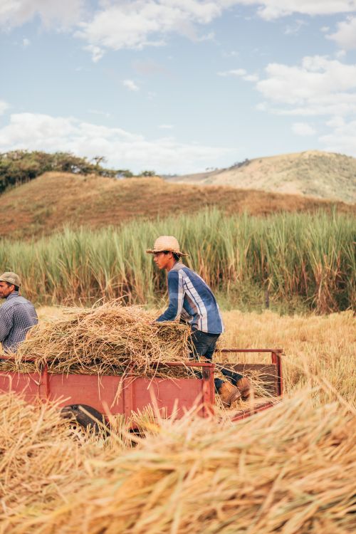 Free Farmers working in a rural hayfield against a blue sky, gathering hay on a pickup truck. Stock Photo