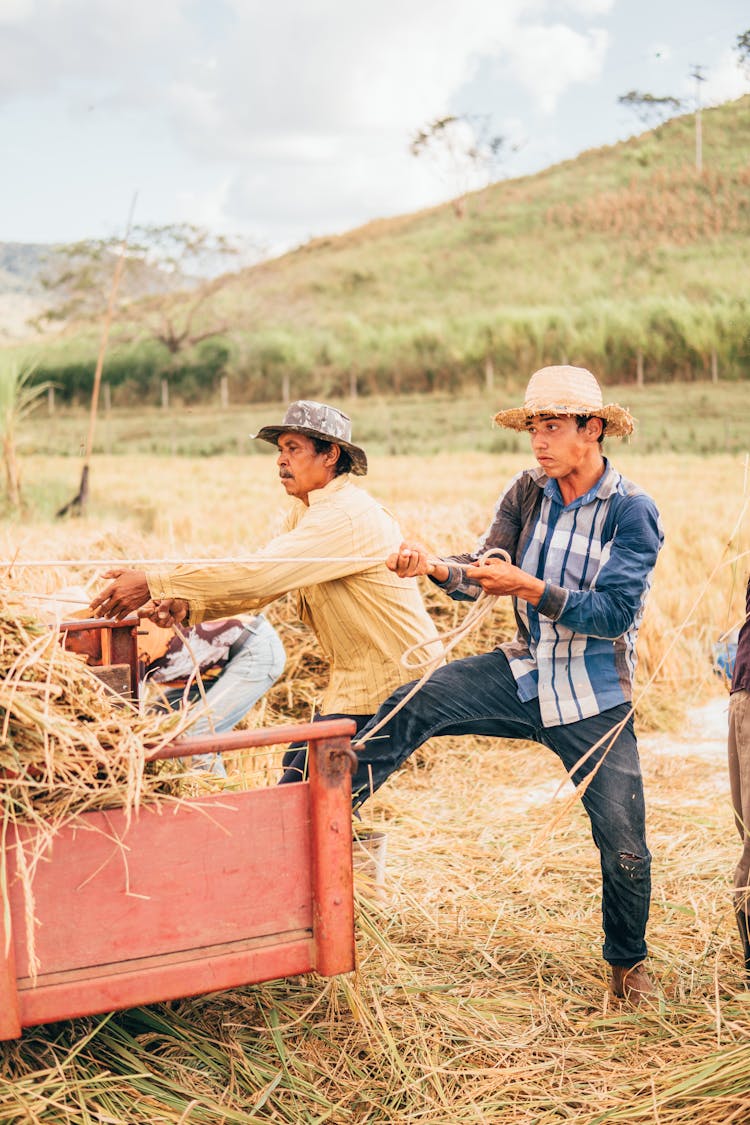 Man Pulling A Rope On A Field During Harvesting 