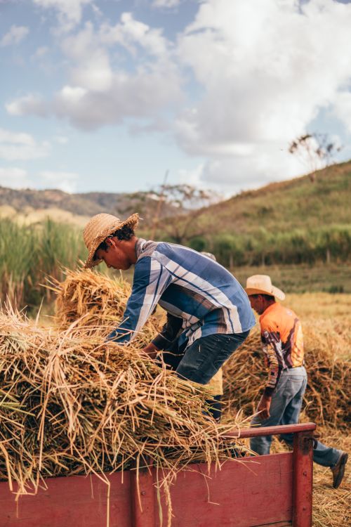Free Two men working on a farm, stacking hay with mountains in the background. Captures rural labor and teamwork. Stock Photo