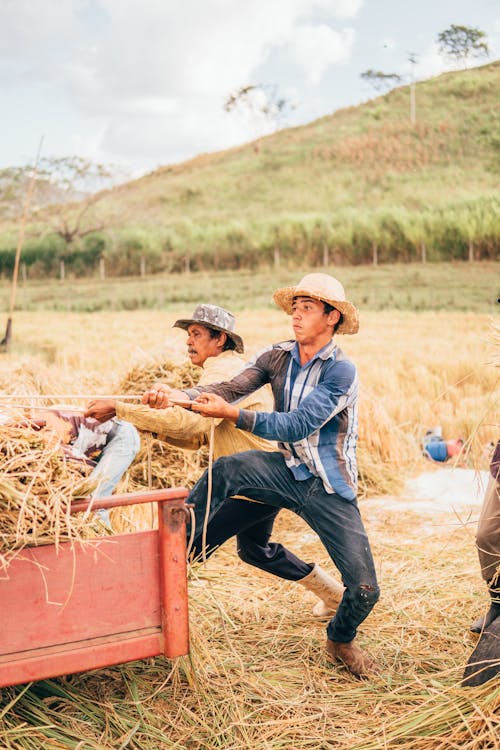 Man Pulling a Rope on a Field During Harvesting 