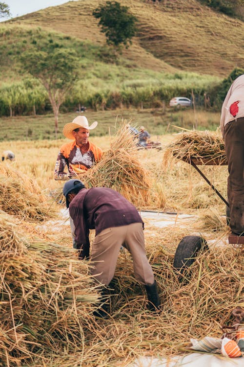 Farmers Carrying Hay Up yo a Truck