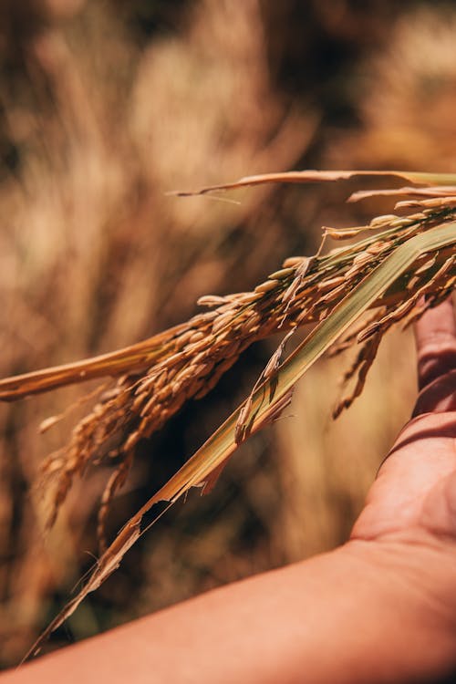 Person Holding Rice Straw