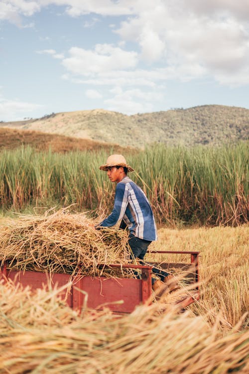 Free Farmer in the Field at Harvest Time  Stock Photo