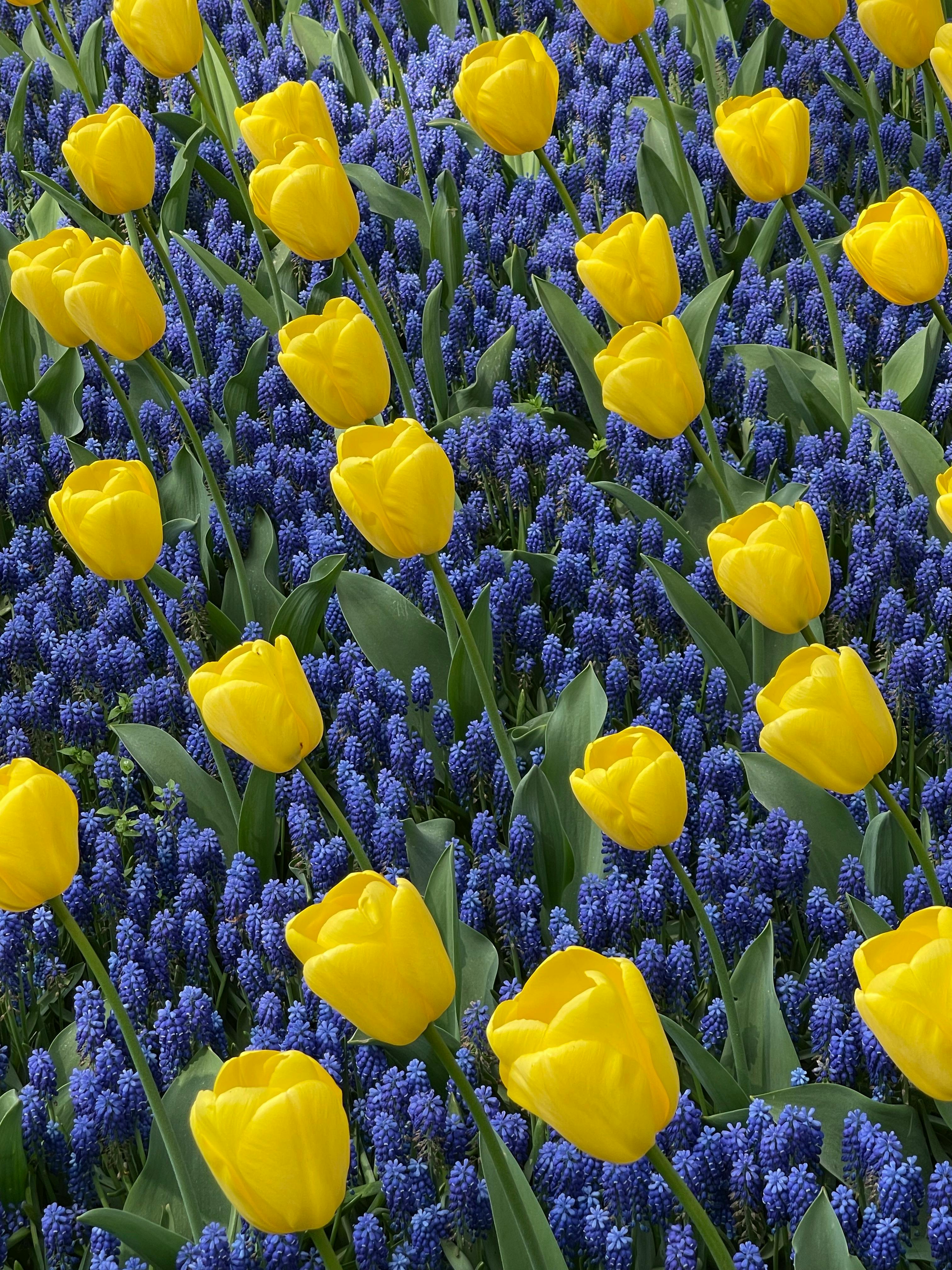 Aimez-vous les fleurs ? (Ce sujet