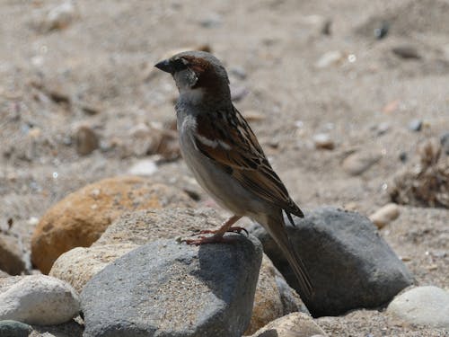 Kuş gözlemciliği, plaj Hayatı içeren Ücretsiz stok fotoğraf