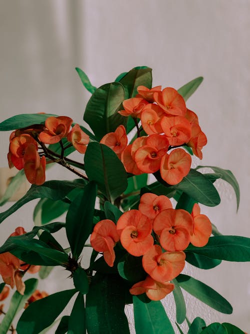 いばらの冠, オレンジの花, フローラの無料の写真素材