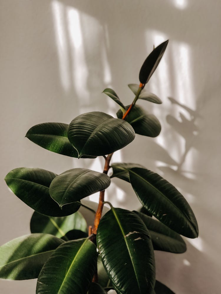 Rubber Fig With Green Leaves