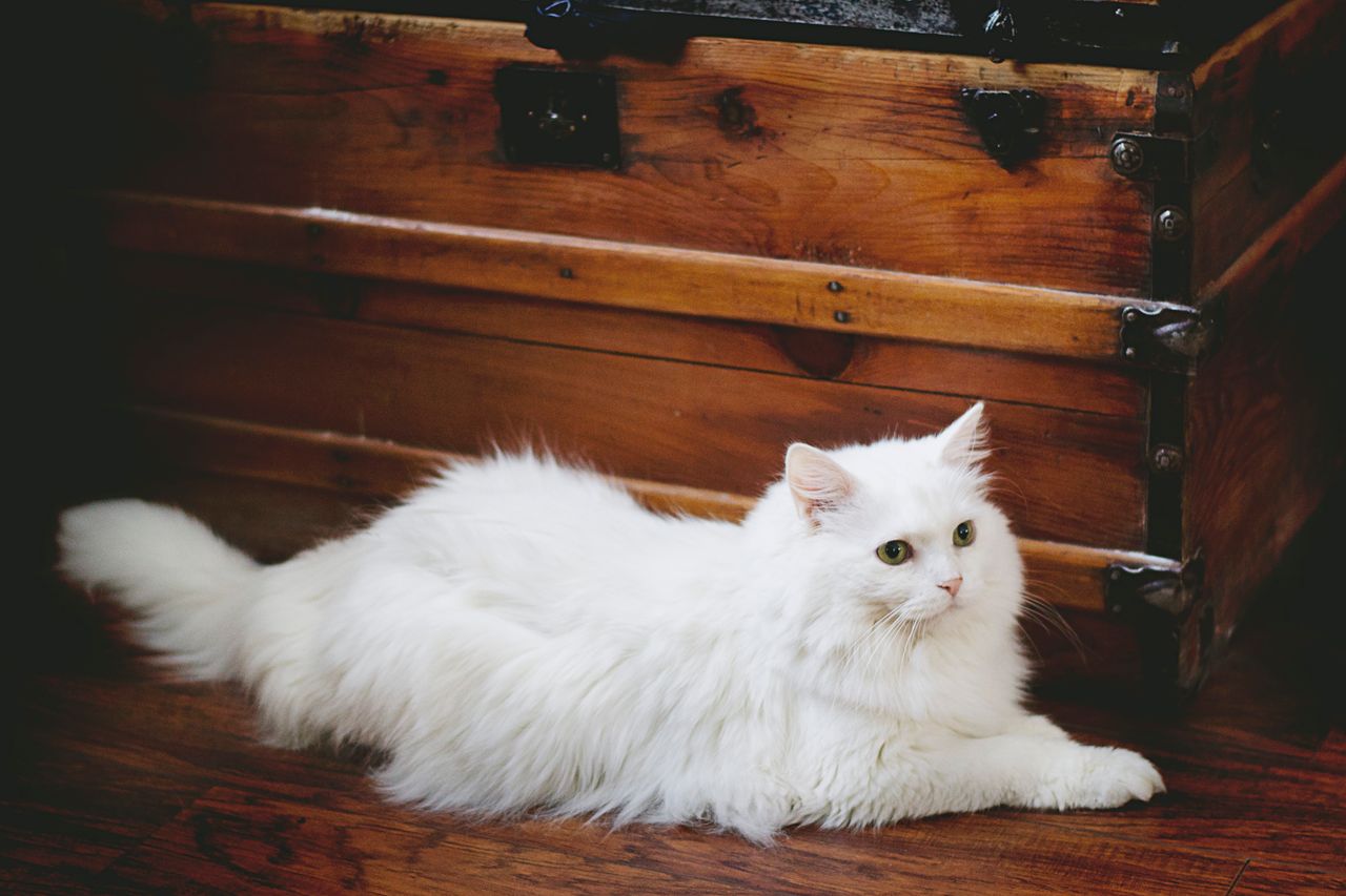 a fluffy white cat lounges by a vintage wooden chest indoors