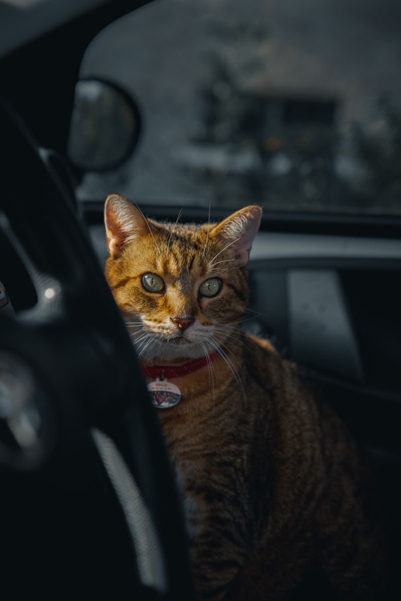 Gato naranja dentro de un coche mirando por la ventana