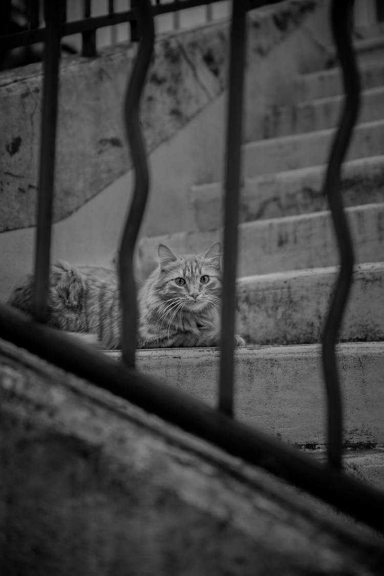 Cat Behind Bars