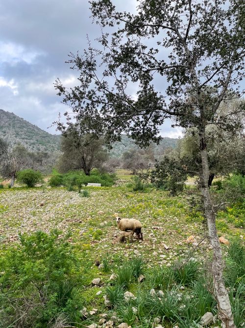 Free Peaceful rural meadow with sheep grazing, surrounded by trees and hills under a cloudy sky. Stock Photo