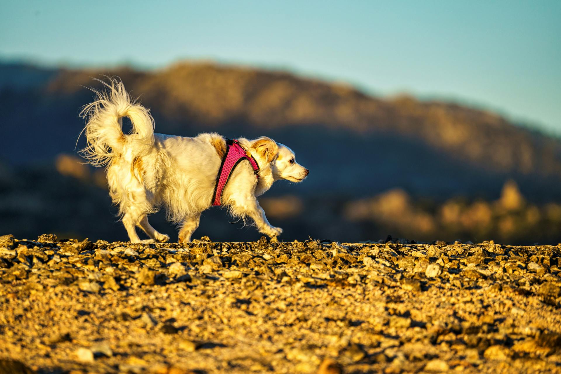 A White Long Coated Dog with Pink Harness Walking on Brown Ground