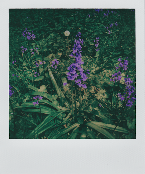 Polaroid Von Glockenblumen