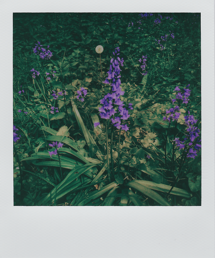 Polaroid Photo Of Purple Larkspur Flowers